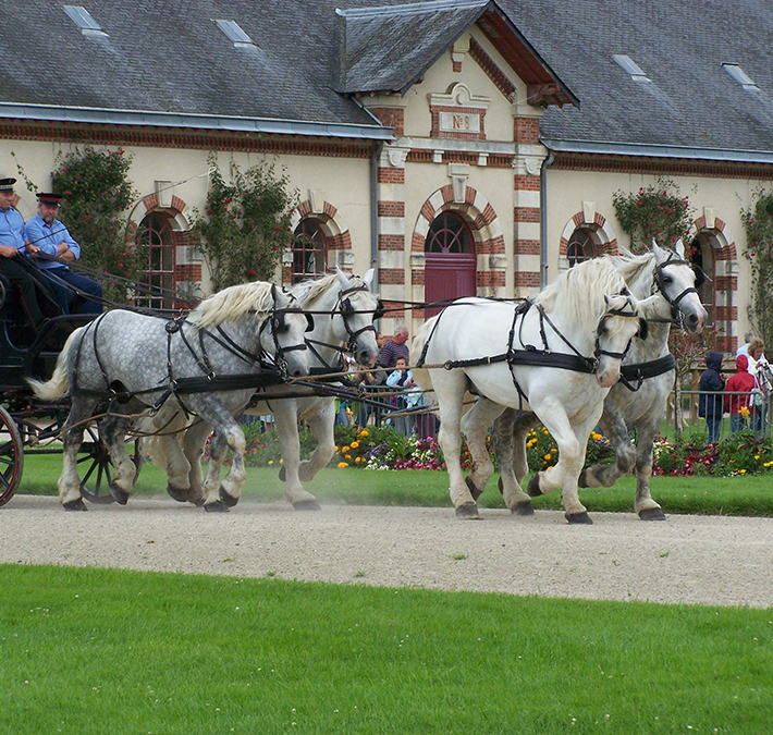 haras-saint-lo